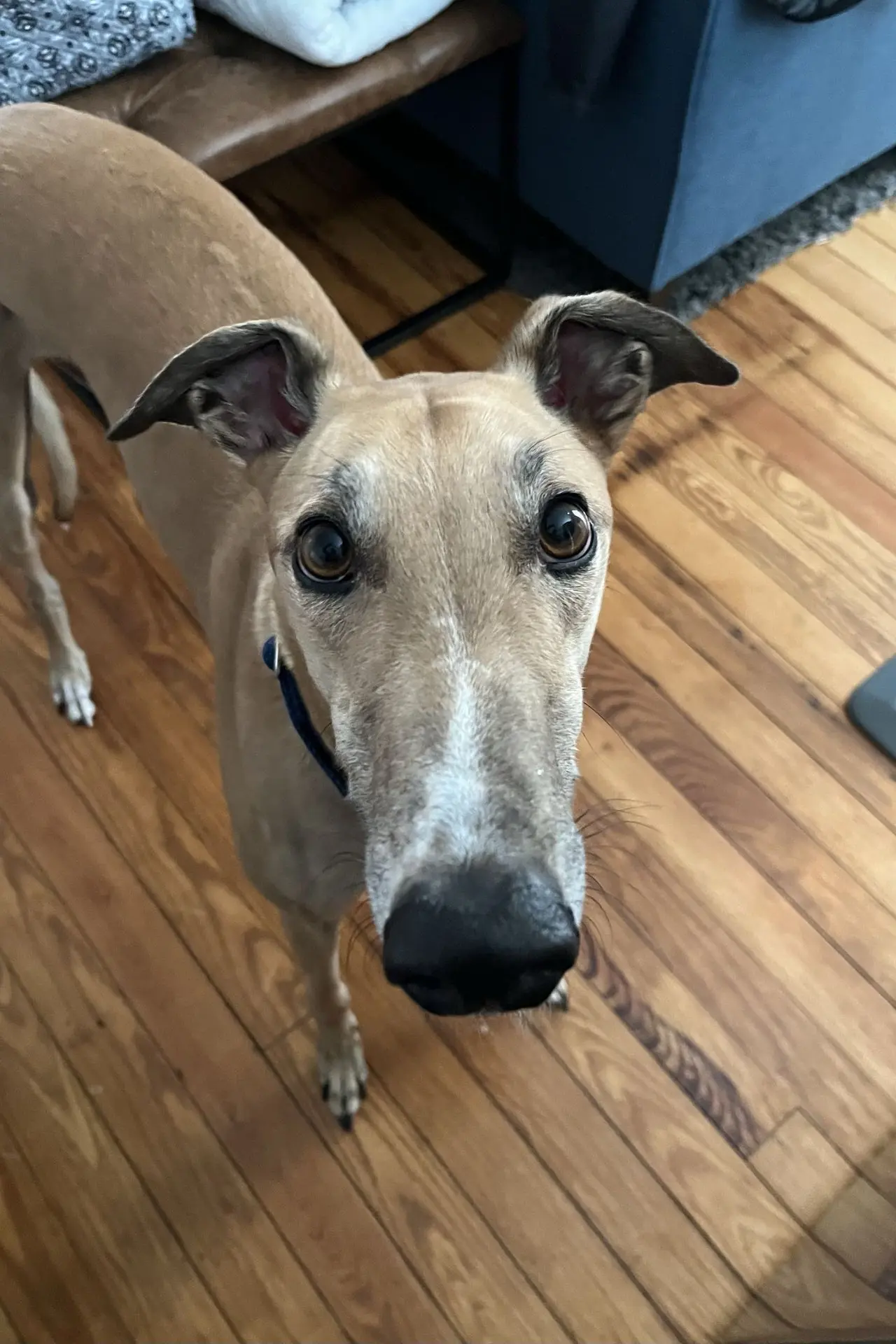 A photo of our greyhound, Winston, looking very cute.