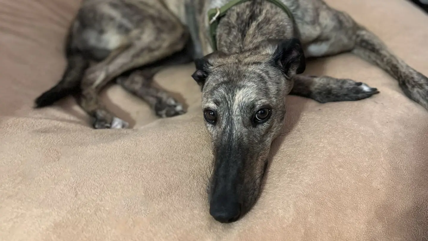 A photo of our greyhound, Olive, looking very sweet.